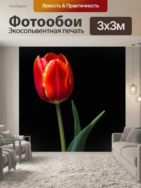 Фотообои один красный тюльпан на черном фоне