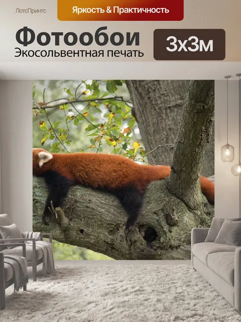 Фотообои Красная панда