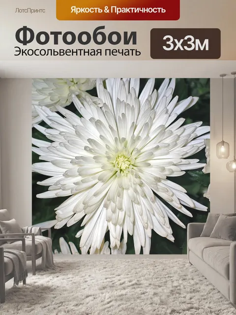 Фотообои Хризантемы
