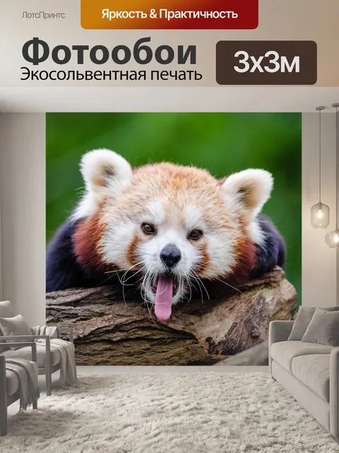Фотообои Red Panda, Ailurus fulgens