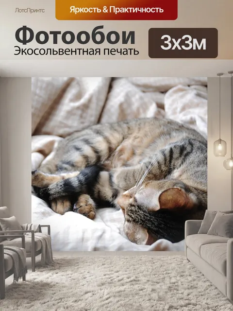 Фотообои Кошка