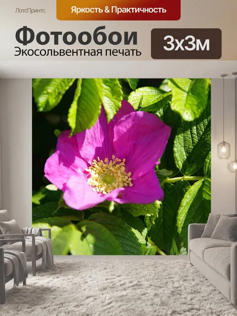 Фотообои Собака