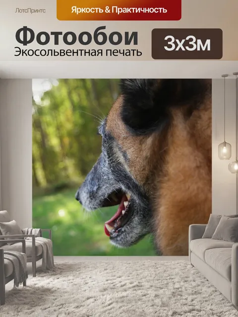 Фотообои Собака