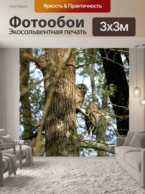 Фотообои Совы