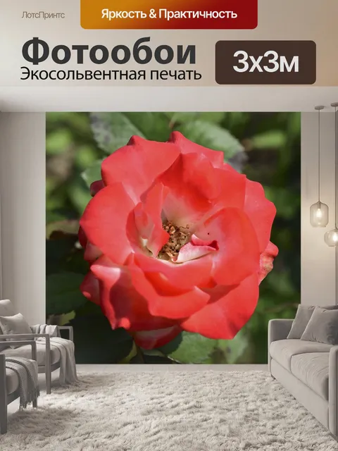Фотообои Роза