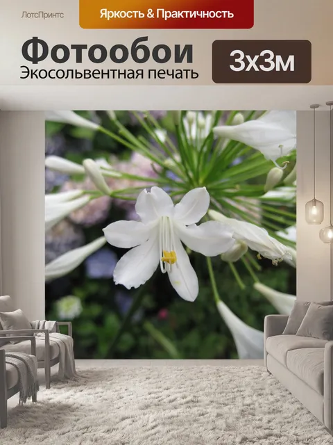 Фотообои цветочки белого Агапантус