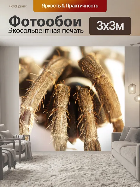 Фотообои Тарантул паук
