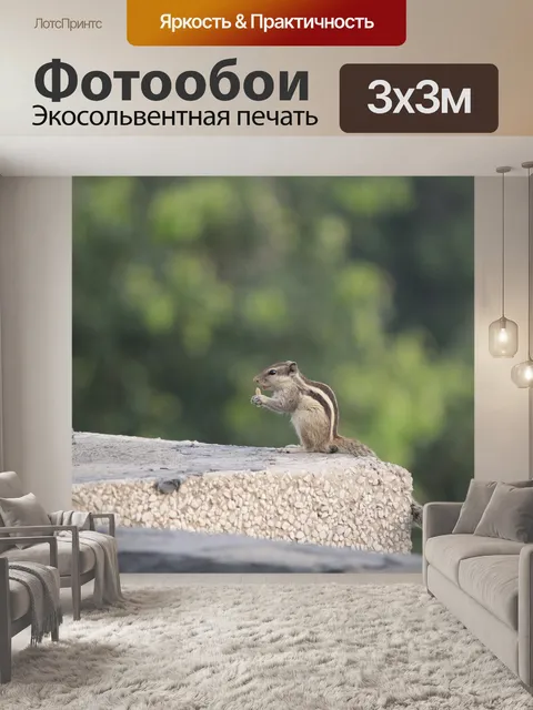 Фотообои Трехполосная пальмовая белка