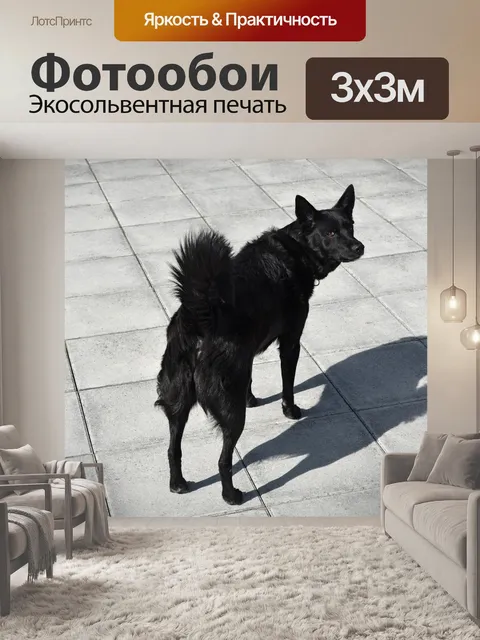 Фотообои Собака