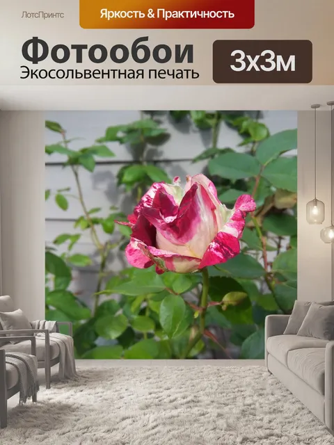 Фотообои Розовый