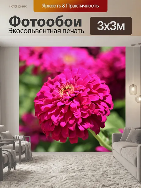Фотообои Розовые цветы Циннии