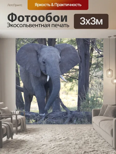Фотообои Слон