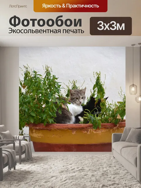 Фотообои Кот
