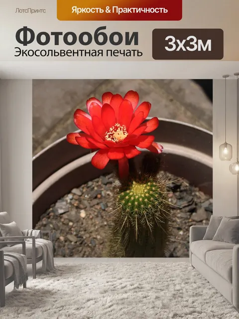 Фотообои цветущий кактус