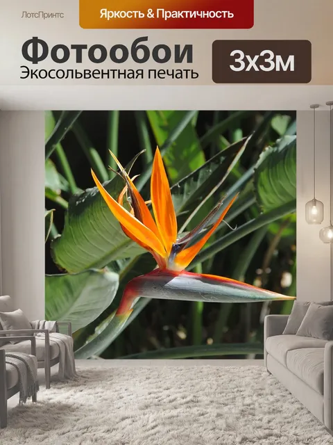 Фотообои Райская птица