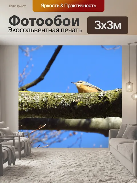 Фотообои Певчие птицы