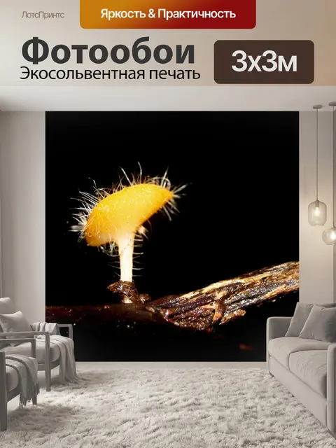 Фотообои грибы, растущие на фоне леса