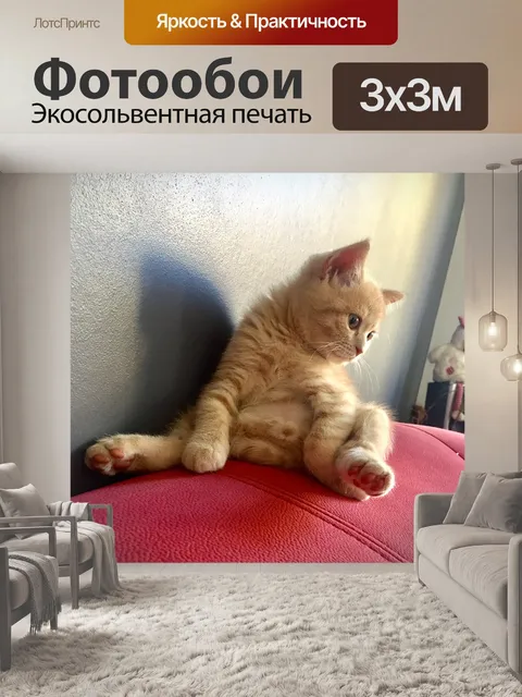 Фотообои Котик