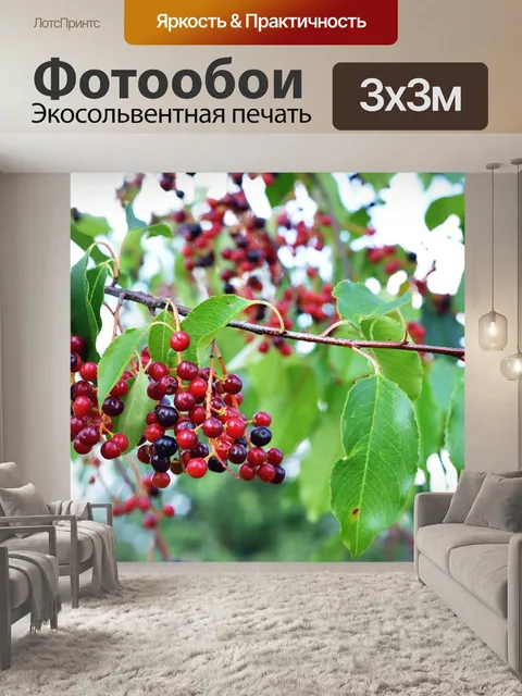 Фотообои Фрукты