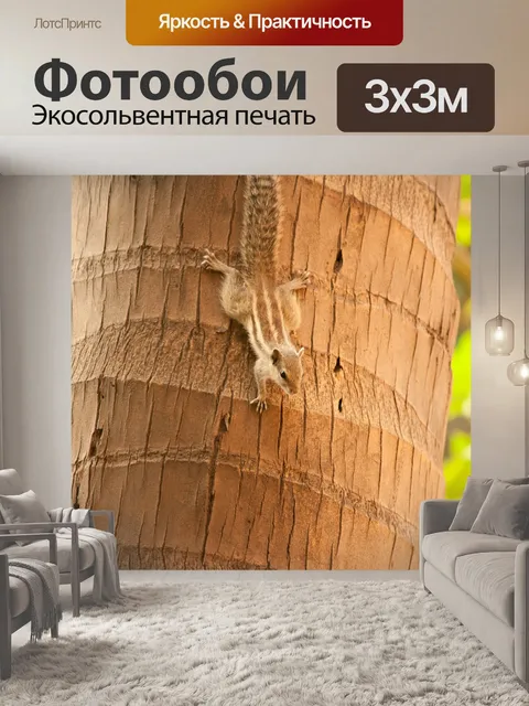 Фотообои Белка