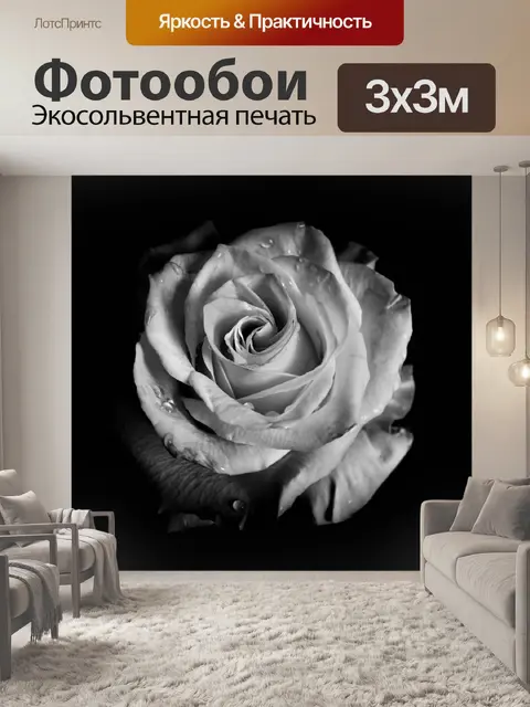 Фотообои черно-белое фото, роза, бутон