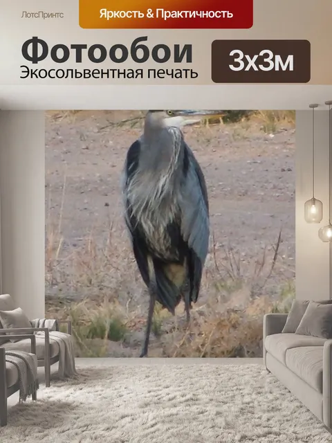 Фотообои Большая голубая цапля