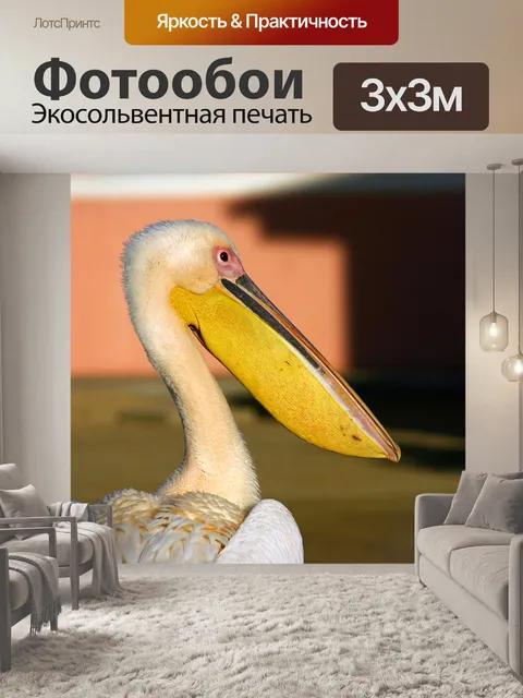 Фотообои Пеликан