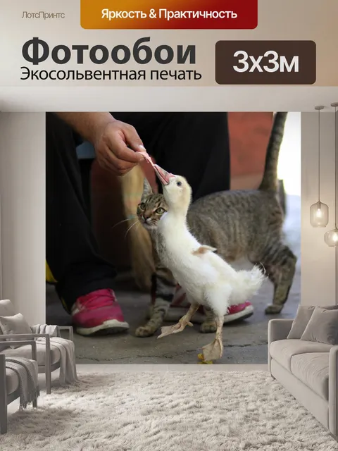 Фотообои Кот