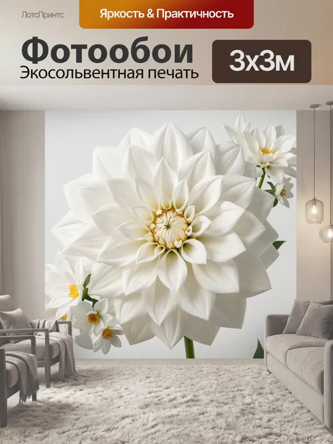 Фотообои Белые георгины крупным планом