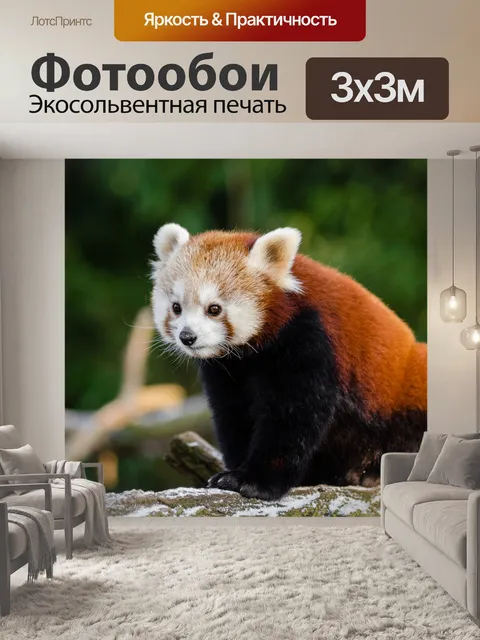 Фотообои Красная панда