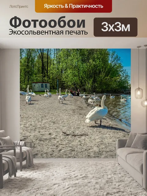 Фотообои Лебедь