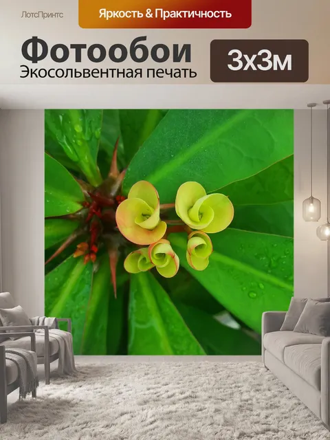 Фотообои Цветок