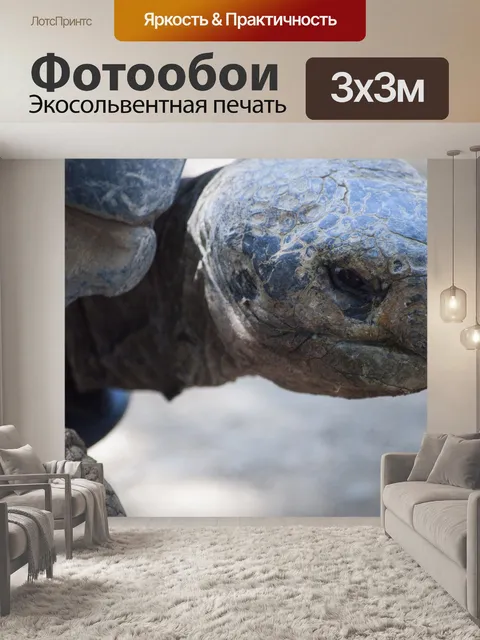 Фотообои Голова черепахи