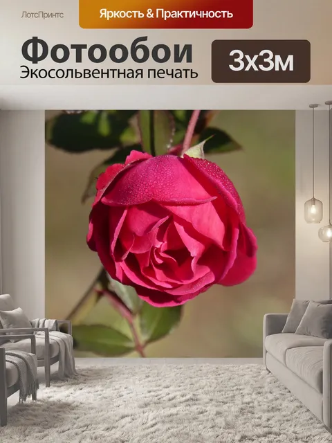 Фотообои Роза