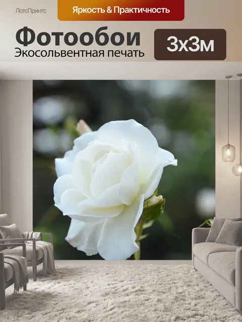 Фотообои Белая роза