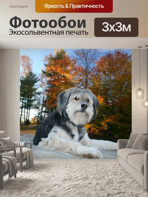 Фотообои Собака
