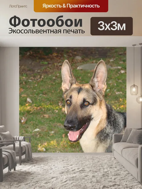 Фотообои Немецкая овчарка