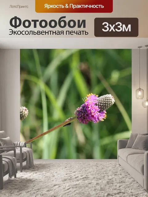 Фотообои Фиолетовый Prairie Clover Wildflower