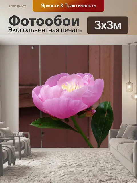 Фотообои Пион II