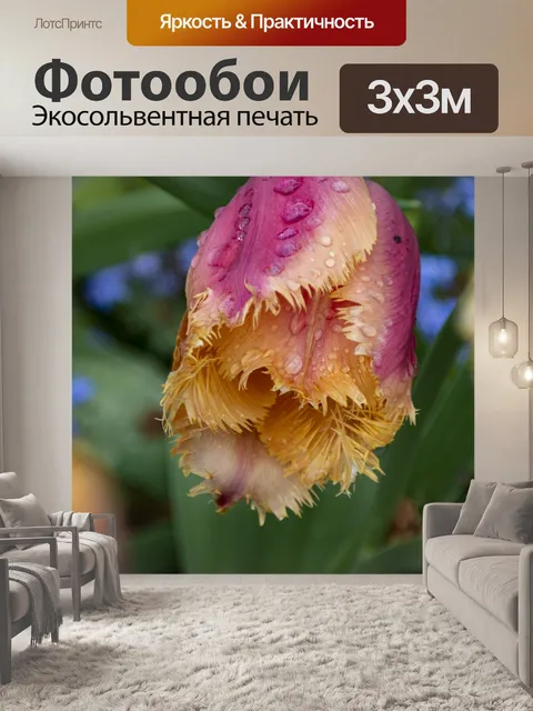 Фотообои бахромой тюльпан