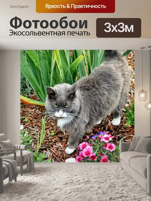 Фотообои Кошка