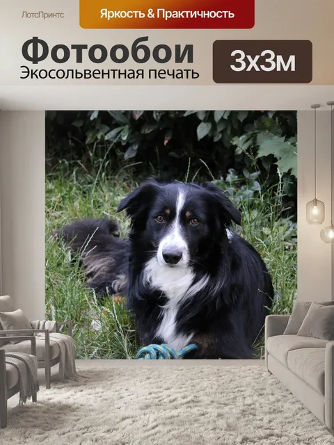 Фотообои Бордер-колли
