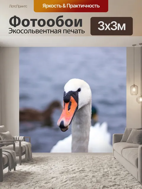 Фотообои Лебедь