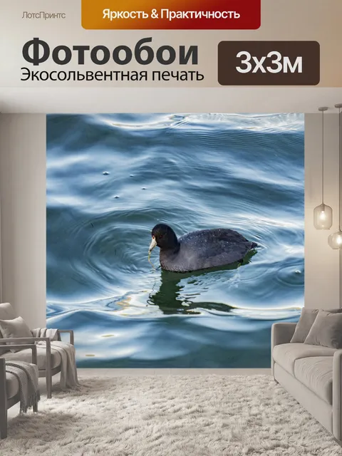 Фотообои Лысуха плавание