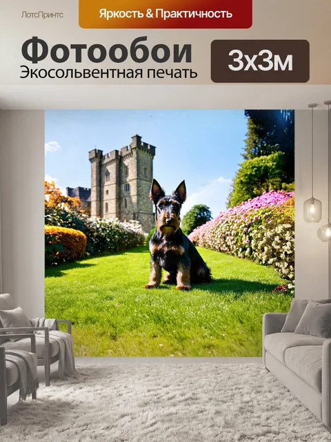 Фотообои шотландский терьер, гордый и независимый, сидит на зелёном, мягком газоне