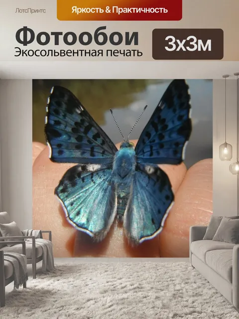 Фотообои Бабочка