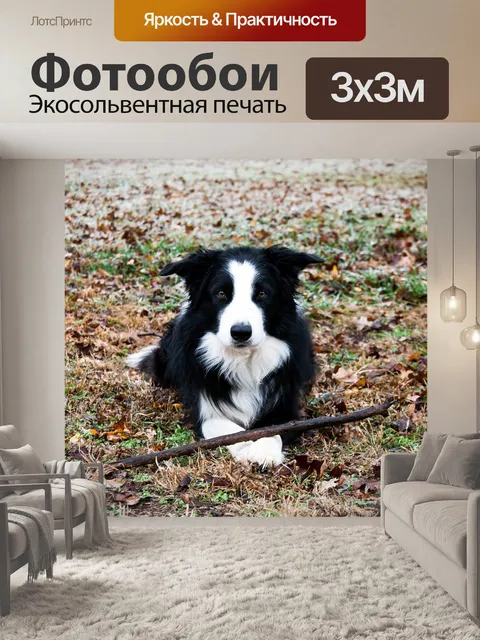 Фотообои Бордер-колли