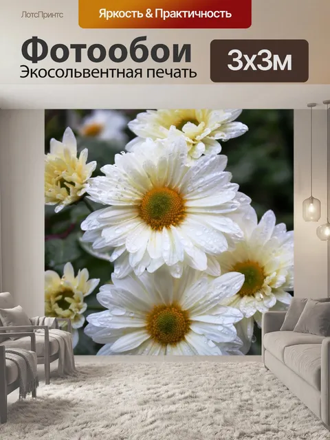 Фотообои Цветы ромашки с каплями росы