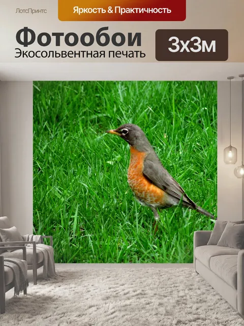 Фотообои Американский малиновка