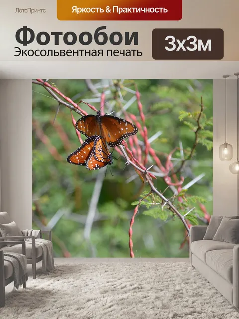Фотообои Бабочки